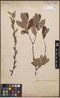 Foto von Salix cinerea L.